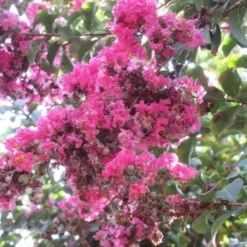 Roze Lagerstroemia Als Boom (Lagerstroemia Indica) -Tuin Vormen Verkoopwinkel lagerstroemia indica roze 10