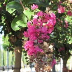 Roze Lagerstroemia Als Boom (Lagerstroemia Indica) -Tuin Vormen Verkoopwinkel lagerstroemia indica roze 11