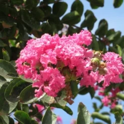 Roze Lagerstroemia Als Boom (Lagerstroemia Indica) -Tuin Vormen Verkoopwinkel lagerstroemia indica roze 3