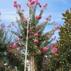 Roze Lagerstroemia Als Boom (Lagerstroemia Indica) -Tuin Vormen Verkoopwinkel lagerstroemia indica roze 4