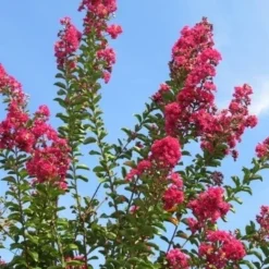 Roze Lagerstroemia Als Boom (Lagerstroemia Indica) -Tuin Vormen Verkoopwinkel lagerstroemia indica roze 5