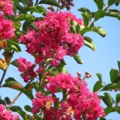 Roze Lagerstroemia Als Boom (Lagerstroemia Indica) -Tuin Vormen Verkoopwinkel lagerstroemia indica roze 6