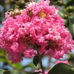 Roze Lagerstroemia Als Boom (Lagerstroemia Indica) -Tuin Vormen Verkoopwinkel lagerstroemia indica roze 7