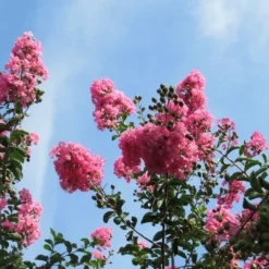 Roze Lagerstroemia Als Boom (Lagerstroemia Indica) -Tuin Vormen Verkoopwinkel lagerstroemia indica roze 9