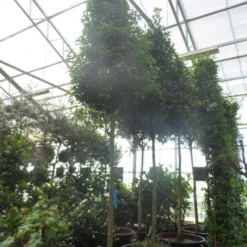 Echte Laurier Als Piramide (Laurus Nobilis) -Tuin Vormen Verkoopwinkel laurus nobilis 16 18 20ho c350 pyramide