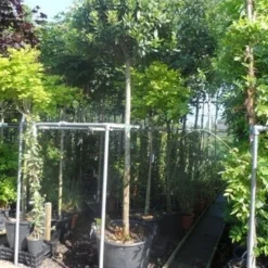 Echte Laurier Als Boom (Laurus Nobilis) -Tuin Vormen Verkoopwinkel laurus nobilis 16 18ho cont. bol