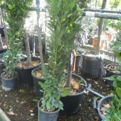 Echte Laurier Als Piramide (Laurus Nobilis) -Tuin Vormen Verkoopwinkel laurus nobilis 80 100 c5