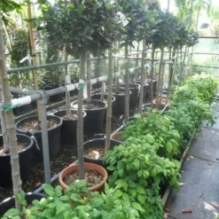 Echte Laurier Op Stam (Laurus Nobilis) -Tuin Vormen Verkoopwinkel laurus nobilis halfstam c20 25