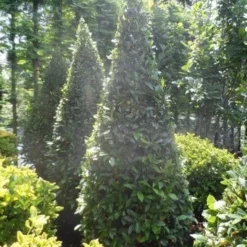 Echte Laurier Als Piramide (Laurus Nobilis) -Tuin Vormen Verkoopwinkel laurus nobilis kegel 175 200