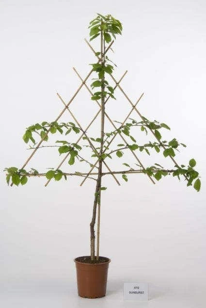 Lei-Kers (Prunus Cerasus 'Morel') 3 Lei-Kers (Prunus Cerasus 'Morel')