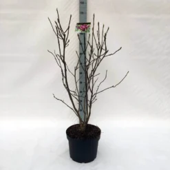 Beverboom (Magnolia Liliiflora 'Nigra') -Tuin Vormen Verkoopwinkel m. lil. nigra c10