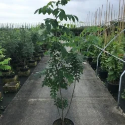 Maackia (Maackia Amurensis) 9 Maackia (Maackia Amurensis) -Tuin Vormen Verkoopwinkel maackia amurensis c20 2 002