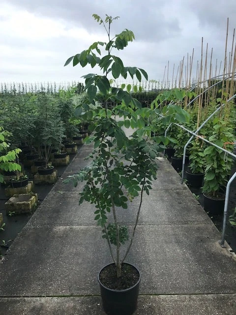 Maackia (Maackia Amurensis) 6 Maackia (Maackia Amurensis) - Afbeelding 4