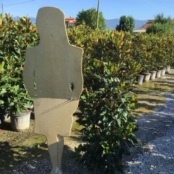 Beverboom (Magnolia Grandiflora 'Little Gem') 9 Beverboom (Magnolia Grandiflora 'Little Gem') -Tuin Vormen Verkoopwinkel magnola little gem 125 150 c25 2