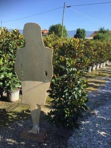 Beverboom (Magnolia Grandiflora 'Little Gem') 6 Beverboom (Magnolia Grandiflora 'Little Gem') - Image 4