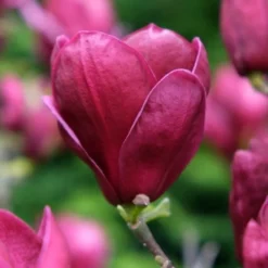 Beverboom (Magnolia 'Genie') -Tuin Vormen Verkoopwinkel magnolia genie peters garden 05