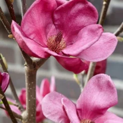 Beverboom (Magnolia 'Genie') -Tuin Vormen Verkoopwinkel magnolia genie 4