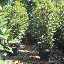 Beverboom (Magnolia Grandiflora 'Goliath') -Tuin Vormen Verkoopwinkel magnolia goliath 3