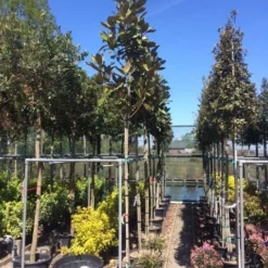 Beverboom (Magnolia Grandiflora 'Gallissoniere') -Tuin Vormen Verkoopwinkel magnolia grandiflora 10 12