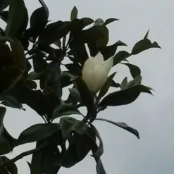 Magnolia (Magnolia Grandiflora 'Gallissoniere')