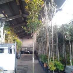 Beverboom (Magnolia Grandiflora 'Gallissoniere') -Tuin Vormen Verkoopwinkel magnolia grandiflora 1 1