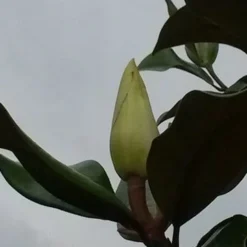 Magnolia (Magnolia Grandiflora 'Gallissoniere') 18 Magnolia (Magnolia Grandiflora 'Gallissoniere') -Tuin Vormen Verkoopwinkel magnolia grandiflora 2