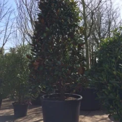 Magnolia (Magnolia Grandiflora 'Gallissoniere') 27 Magnolia (Magnolia Grandiflora 'Gallissoniere') -Tuin Vormen Verkoopwinkel magnolia grandiflora 350 400 extra breed