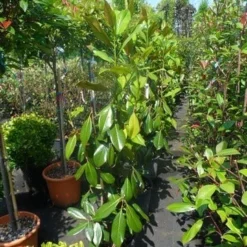 Magnolia (Magnolia Grandiflora 'Gallissoniere') 21 Magnolia (Magnolia Grandiflora 'Gallissoniere') -Tuin Vormen Verkoopwinkel magnolia grandiflora gallisoniere 100 125