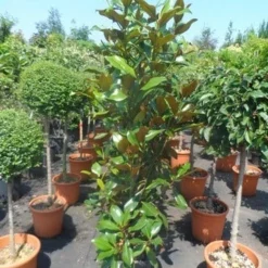 Magnolia (Magnolia Grandiflora 'Gallissoniere') 22 Magnolia (Magnolia Grandiflora 'Gallissoniere') -Tuin Vormen Verkoopwinkel magnolia grandiflora gallisoniere 125 150 175 cont. 1