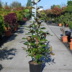 Magnolia (Magnolia Grandiflora 'Gallissoniere') 23 Magnolia (Magnolia Grandiflora 'Gallissoniere') -Tuin Vormen Verkoopwinkel magnolia grandiflora gallisoniere 125 150 c25