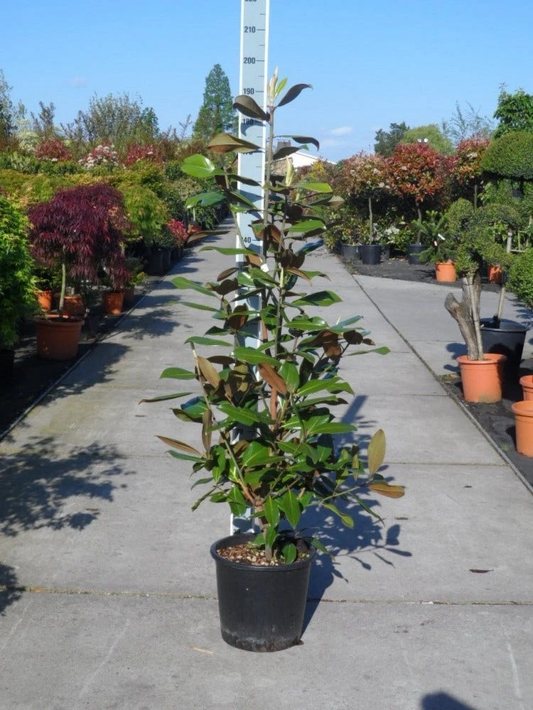 Magnolia (Magnolia Grandiflora 'Gallissoniere') 10 Magnolia (Magnolia Grandiflora 'Gallissoniere') - Afbeelding 8