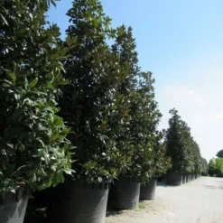 Magnolia (Magnolia Grandiflora 'Gallissoniere') 29 Magnolia (Magnolia Grandiflora 'Gallissoniere') -Tuin Vormen Verkoopwinkel magnolia grandiflora gallisoniere 2