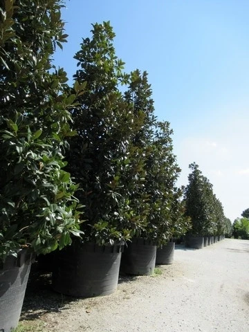 Magnolia (Magnolia Grandiflora 'Gallissoniere') 16 Magnolia (Magnolia Grandiflora 'Gallissoniere') - Afbeelding 14