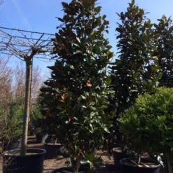Magnolia (Magnolia Grandiflora 'Gallissoniere') 28 Magnolia (Magnolia Grandiflora 'Gallissoniere') -Tuin Vormen Verkoopwinkel magnolia grandiflora gallisoniere 350 400 450