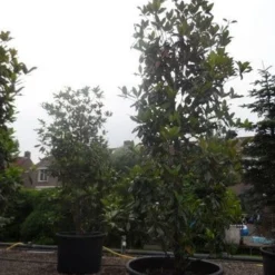 Magnolia (Magnolia Grandiflora 'Gallissoniere') 26 Magnolia (Magnolia Grandiflora 'Gallissoniere') -Tuin Vormen Verkoopwinkel magnolia grandiflora gallisoniere 350 400 450 c1000