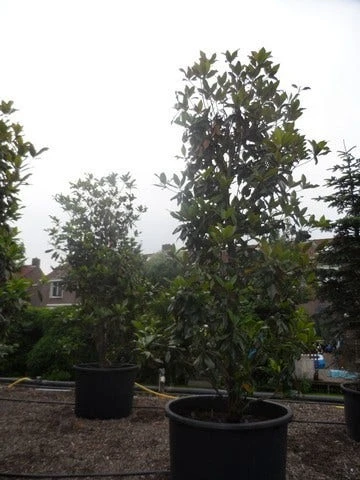 Magnolia (Magnolia Grandiflora 'Gallissoniere') 13 Magnolia (Magnolia Grandiflora 'Gallissoniere') - Afbeelding 11