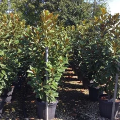 Beverboom (Magnolia Grandiflora 'Goliath') -Tuin Vormen Verkoopwinkel magnolia grandiflora goliath