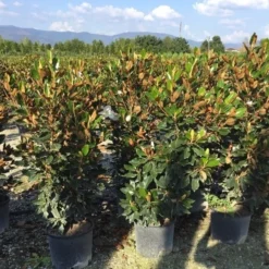 Beverboom (Magnolia Grandiflora 'Goliath') -Tuin Vormen Verkoopwinkel magnolia grandiflora goliath praecox