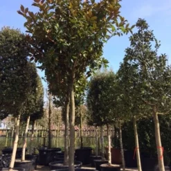 Beverboom (Magnolia Grandiflora 'Gallissoniere') -Tuin Vormen Verkoopwinkel magnolia grandiflora hoogstam solitair