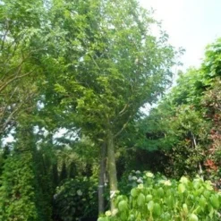 Beverboom (Magnolia Kobus) -Tuin Vormen Verkoopwinkel magnolia kobus 150stam c500 35 40 50