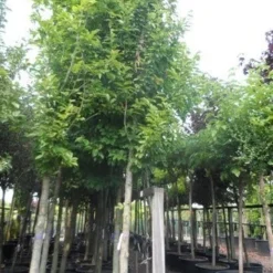 Beverboom (Magnolia Kobus) -Tuin Vormen Verkoopwinkel magnolia kobus 25 30ho c285