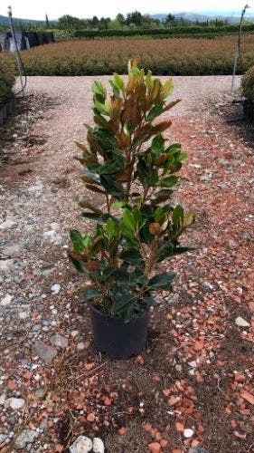 Beverboom (Magnolia Grandiflora 'Little Gem') 4 Beverboom (Magnolia Grandiflora 'Little Gem') - Image 2