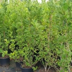 Beverboom Als Struik (Magnolia Loebneri 'Merrill') 9 Beverboom Als Struik (Magnolia Loebneri 'Merrill') -Tuin Vormen Verkoopwinkel magnolia loeb. merril1