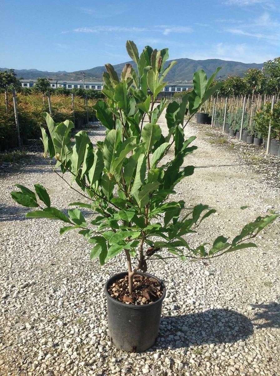 Beverboom Als Struik (Magnolia Loebneri 'Merrill') 4 Beverboom Als Struik (Magnolia Loebneri 'Merrill') - Afbeelding 2