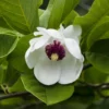 Beverboom (Magnolia Sieboldii) -Tuin Vormen Verkoopwinkel magnolia sieboldii