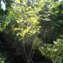 Beverboom (Magnolia Sieboldii) 11 Beverboom (Magnolia Sieboldii) -Tuin Vormen Verkoopwinkel magnolia sieboldii 175 200 c25