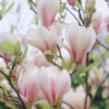 Beverboom (Magnolia Soulangeana) -Tuin Vormen Verkoopwinkel magnolia soulangeana