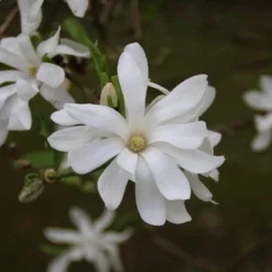 Stermagnolia (Magnolia Stellata) -Tuin Vormen Verkoopwinkel magnolia stellata 4