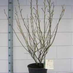 Stermagnolia (Magnolia Stellata) -Tuin Vormen Verkoopwinkel magnolia stellata c7 november 1