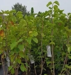 Magnolia (Magnolia 'Yellow River') -Tuin Vormen Verkoopwinkel magnolia yellow ri ver